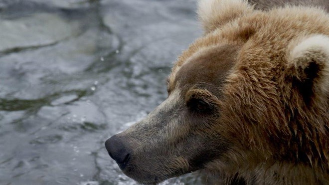 brown bear bearcam.JPG